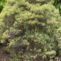 Psiadia altissima (Psiadia)