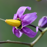 solanum_dulcamara5md