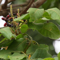 terminalia_chebula3md (Terminalia chebula)