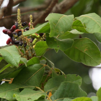 terminalia_chebula3md