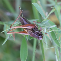 metrioptera_saussuriana8md