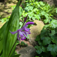 bletilla_striata5sd (Bletilla striata)