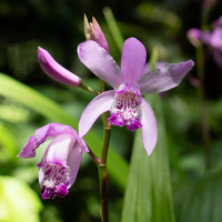 bletilla_striata6sd (Bletilla striata)