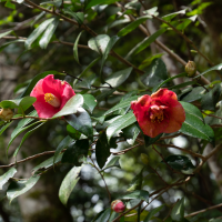 camellia_japonica6sd