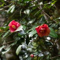 camellia_japonica6sd (Camellia japonica)