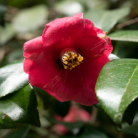 camellia_japonica7sd