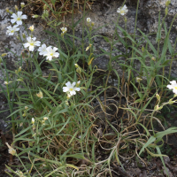 cerastium_arvense3md (Cerastium arvense)