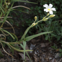 cerastium_arvense4md (Cerastium arvense)