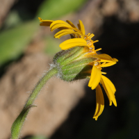 arnica_montana5bd (Arnica montana)