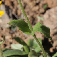 arnica_montana6bd (Arnica montana)