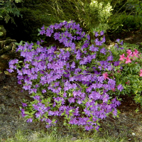 rhododendron_indicum1md