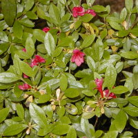 rhododendron_indicum2md