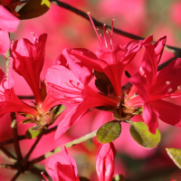 rhododendron_indicum5md