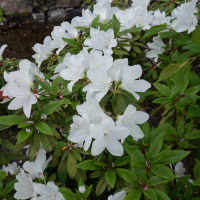 rhododendron_indicum5sd