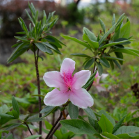 Rhododendron simsii (Azalée des Indes, Azalée de Formose)