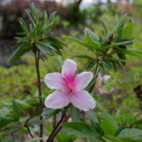 rhododendron_simsii1sd