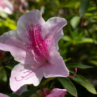 rhododendron_simsii2sd