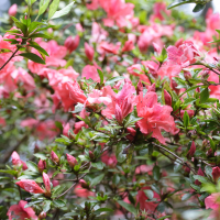 rhododendron_simsii3md