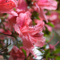 rhododendron_simsii4md