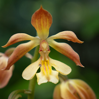 calanthe_discolor2sd (Calanthe discolor)