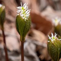 chloranthus_japonicus2sd (Chloranthus japonicus)