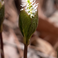 chloranthus_japonicus3sd (Chloranthus japonicus)