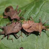 coreus_marginatus11md (Coreus marginatus)