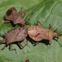 coreus_marginatus7md (Coreus marginatus)