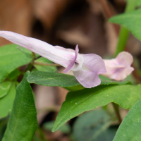 corydalis_yanhusuo2sd (Corydalis yanhusuo)