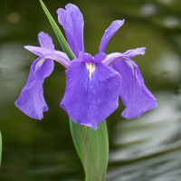 Iris laevigata (Iris d'eau japonais)