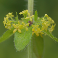 cruciata_laevipes3md (Cruciata laevipes)