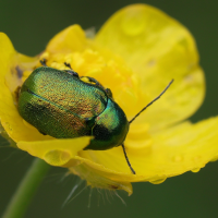 cryptocephalus_aureolus5md (Cryptocephalus aureolus)