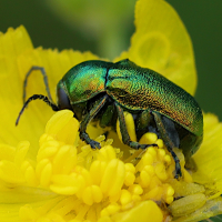 cryptocephalus_aureolus6md (Cryptocephalus aureolus)