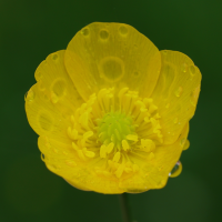 ranunculus_acris6md