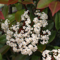 photinia_x_fraseri2md