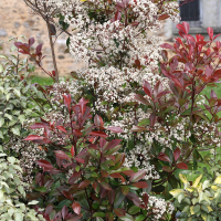 photinia_x_fraseri3md