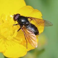 cheilosia_ranunculi1bd (Cheilosia ranunculi)