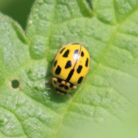 propylea_quatuordecimpunctata11bd