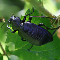 calosoma_inquisitor5md (Calosoma inquisitor)
