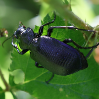 calosoma_inquisitor5md