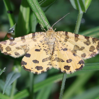 pseudopanthera_macularia4md (Pseudopanthera macularia)