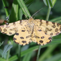 pseudopanthera_macularia4md