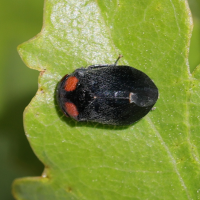 Penthimia nigra (Cicadelle)