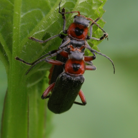 cantharis_fusca5md