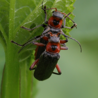 cantharis_fusca5md (Cantharis fusca)