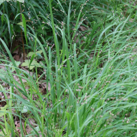 Melica uniflora (Mélique uniflore)