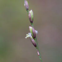 melica_uniflora4md