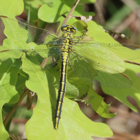 gomphus_pulchellus7bd