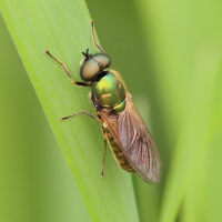 chloromyia_formosa7bd (Chloromyia formosa)