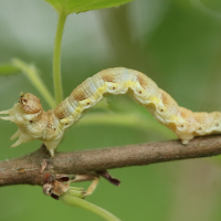 erannis_defoliaria_ch5bd (Erannis defoliaria)